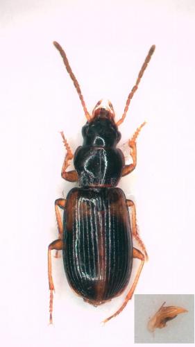 Acupalpus meridianus